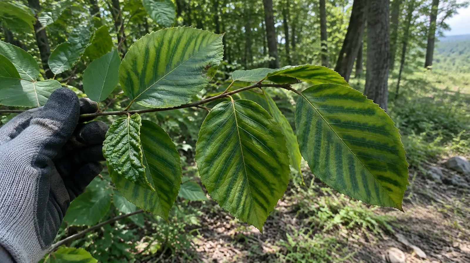 Beech leaves showing dark striping from beech leaf disease in Kiryas Joel, NY
